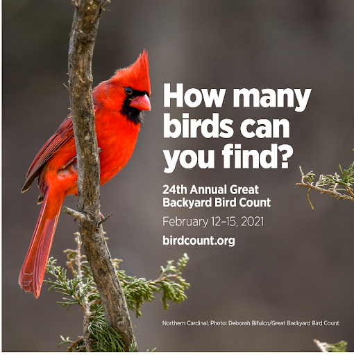 Cardinal on a branch Text: How many birds can you find?